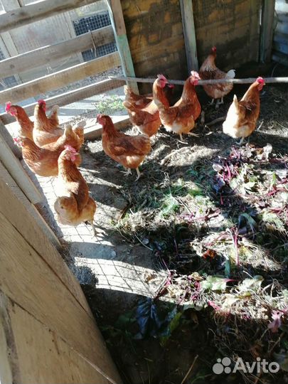 Куры ломан браун