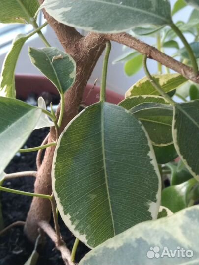 Фикус бенджамина