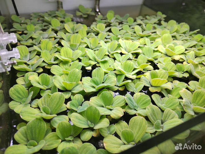 Растения для аквариума