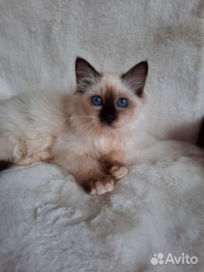 Котята редкой породы