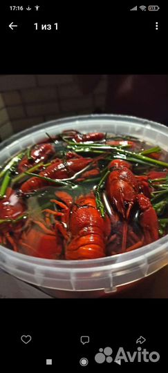 Живые раки, доставка бесплатно