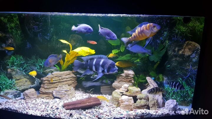 Аквариум- 200л с рыбками- 30шт актуально до 14.08