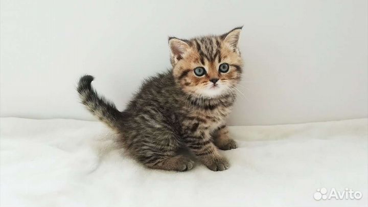 Шотландский мальчик пятнистый табби
