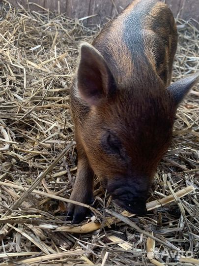 Поросенок кармал