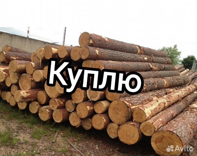 Лес кругляк хвоя