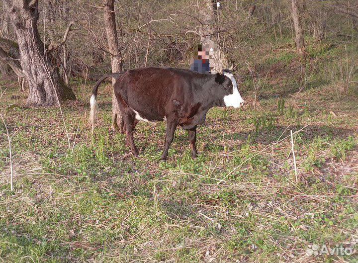 Перва тёлка