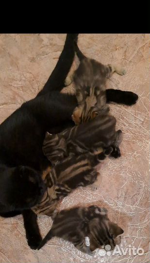 Шотландская