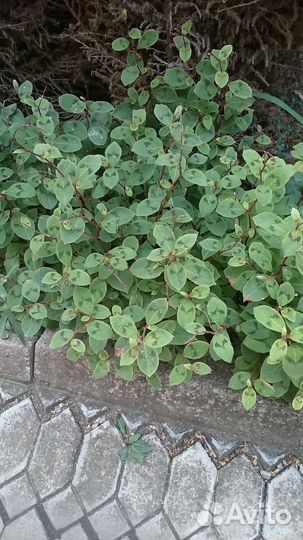 Растения для сада