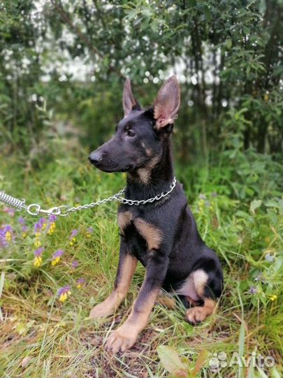 Девочка редкой красоты РКФ