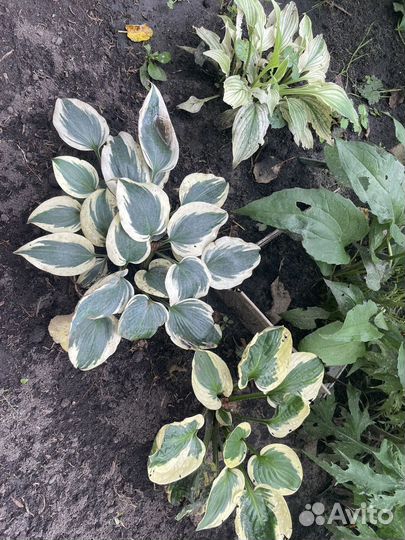 Растения в сад