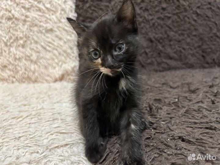 Отдам котям в добрые