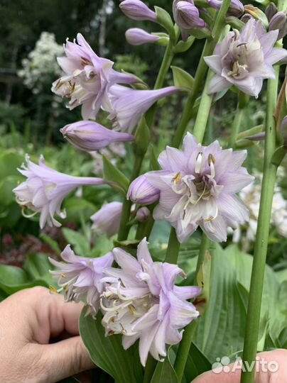 Хоста для сада #4