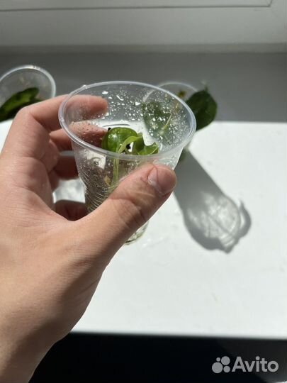 Алоказия полли