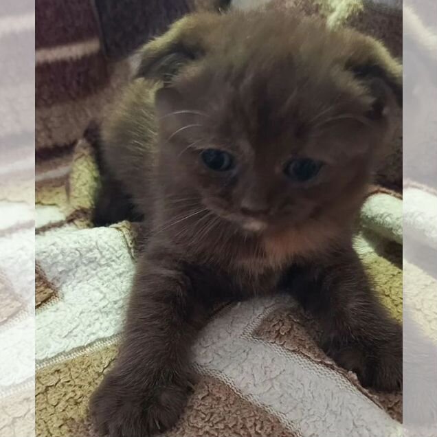 Шотландский вислоухий короткошёрстный котёнок