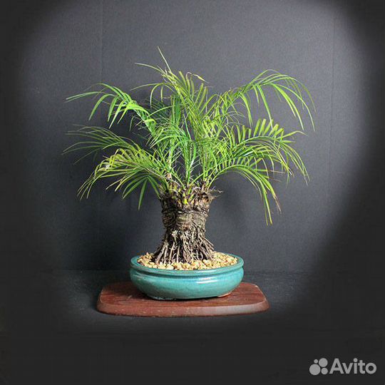 Семена Бонсай