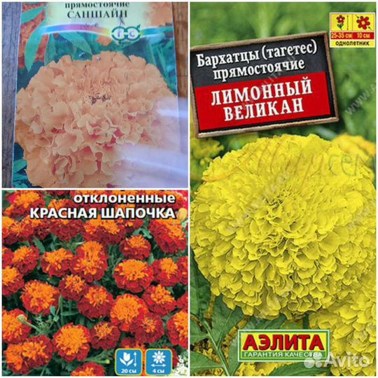 Рассада овощей,однолетних и многолетних цветов