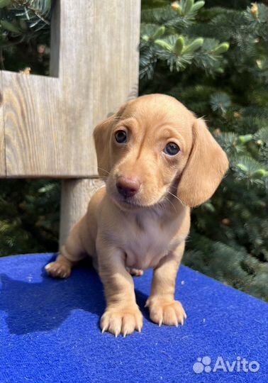 Щенок мини таксы