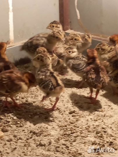 Куры молодки