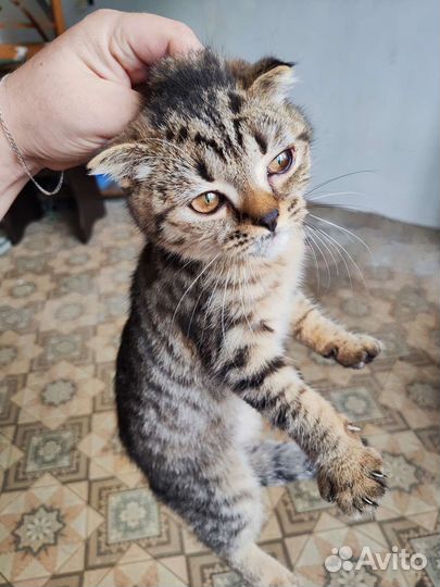 Кошка в дар бесплатно