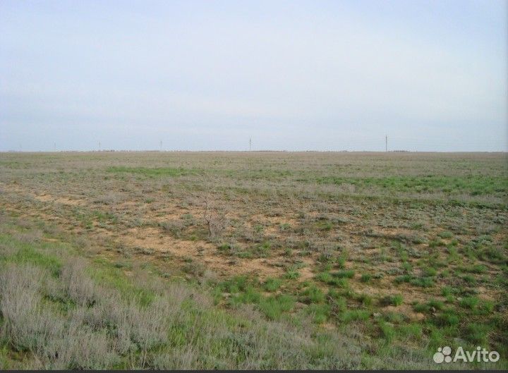 Требуется пастух