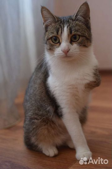 Кошки