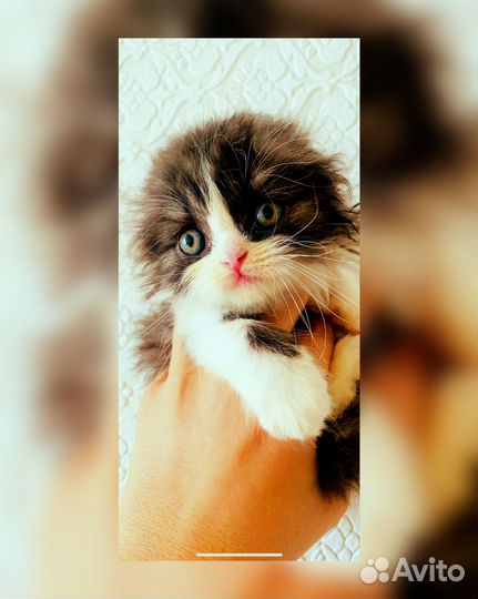 Шотланский котенок