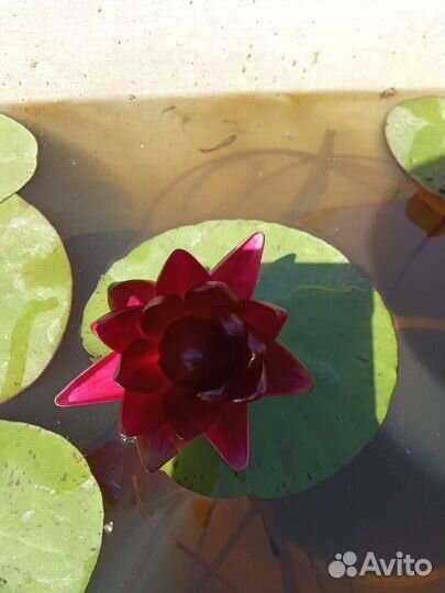 Нимфея Блек принцесса