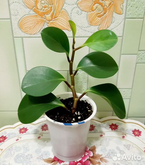 Пеперомия туполистная