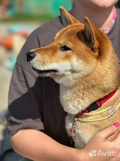 Адресник для собак и кошек