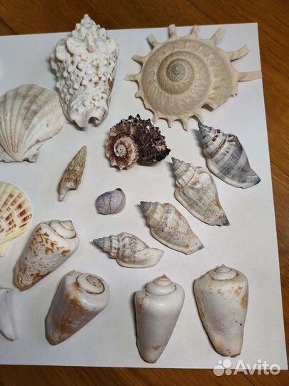 Набор красивых ракушек