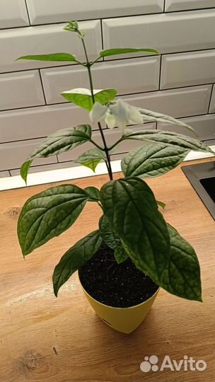 Клеродендрум томпсон