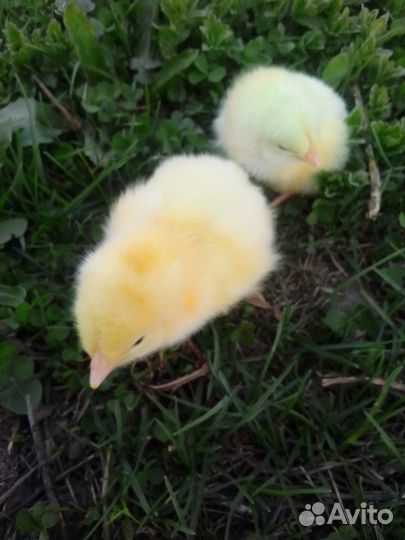 Цыплята адлерская серебристая, бройлеры росс 308