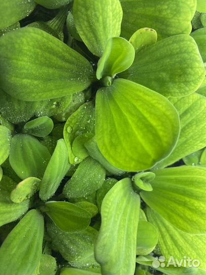 Пистия, аквариумное растение