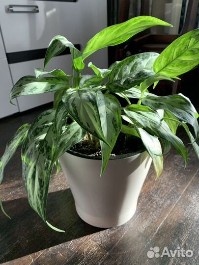 Аглаонема в кашпо