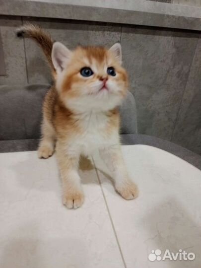 Шотландские малышки