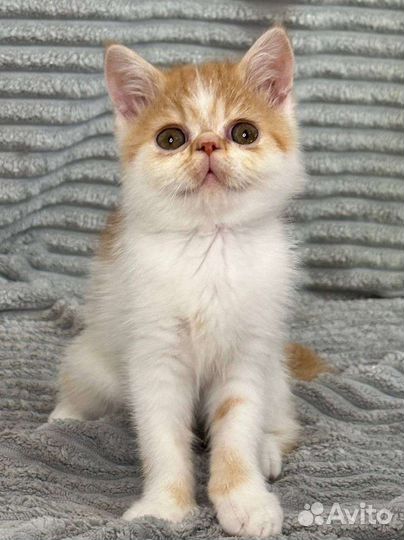 Котята экзоты
