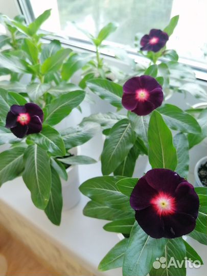 Цветы катарантус