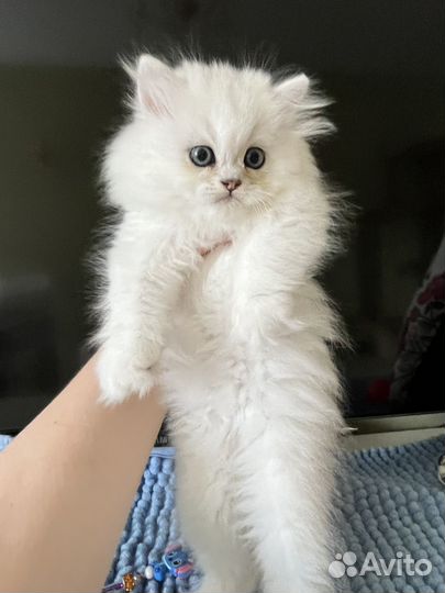 Персидская шиншилла мальчик