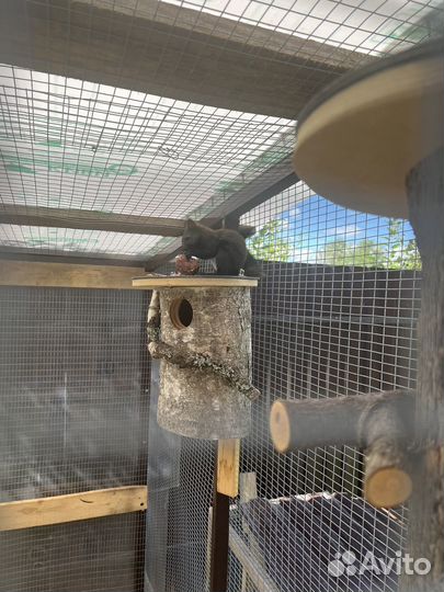 Маньчжурская (черная) белка