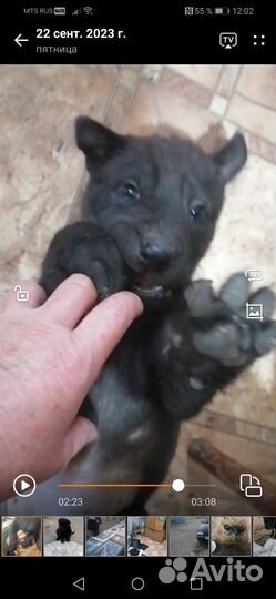 Козочки от высокоудойной козы и собачки