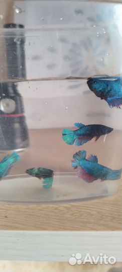 Рыбка петушок самка