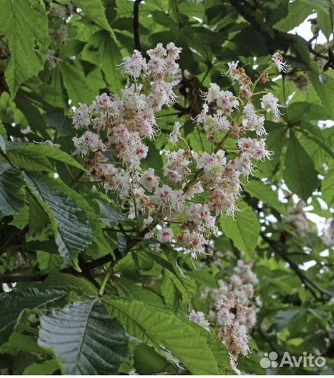 Саженцы каштана