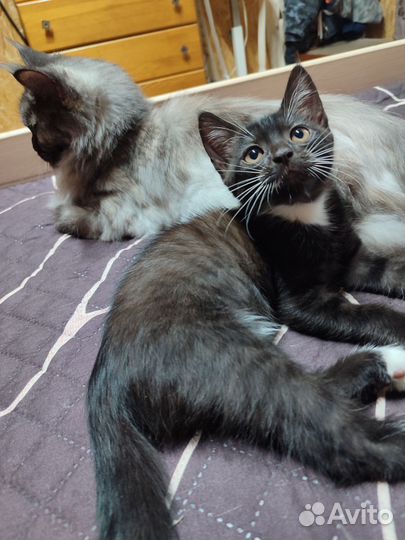 Кошка