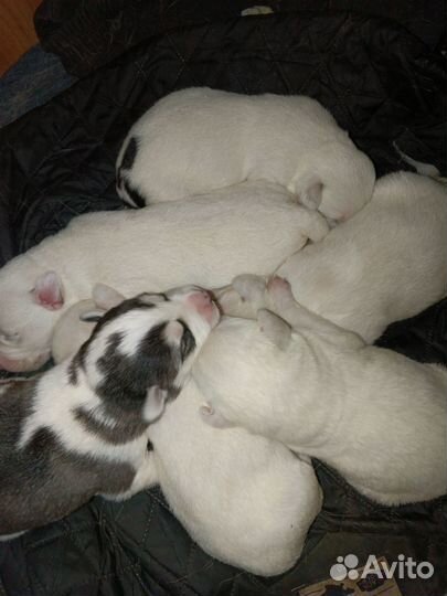 Собачата в добрые руки