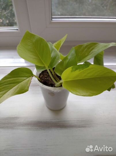 Комнатные растения по