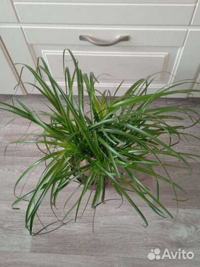 Нолина Бокарнея