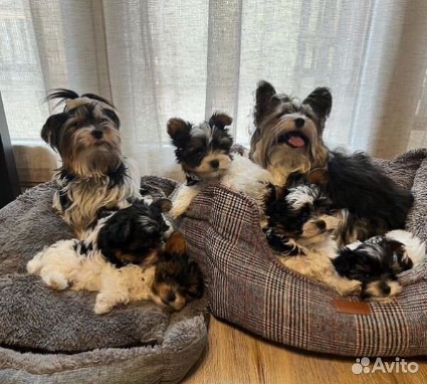 Микро Мини Стандарт