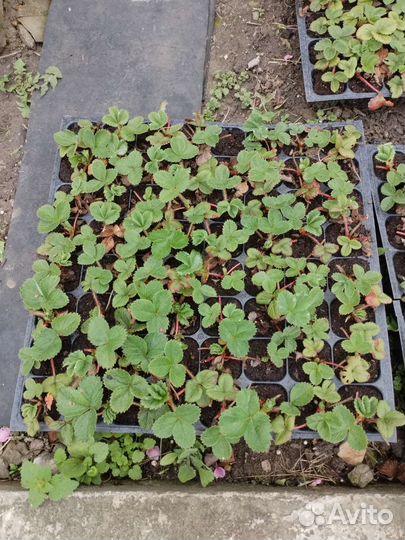 Рассада клубника Альбион