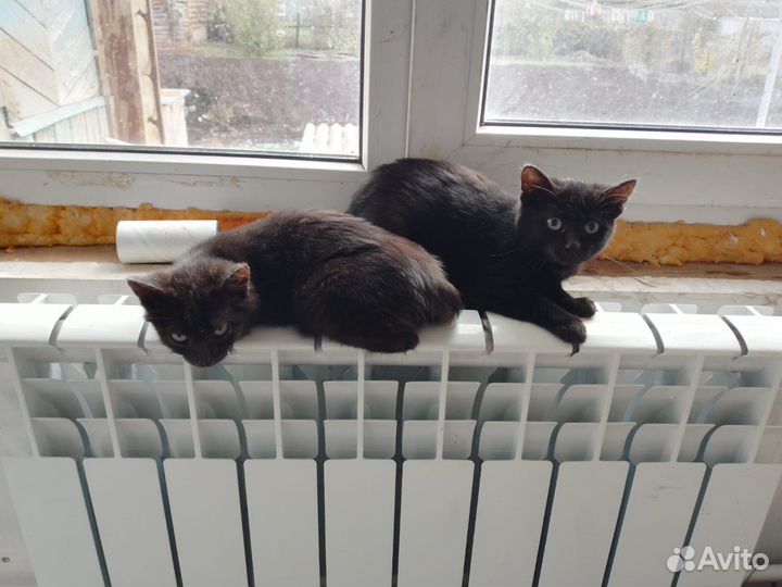 Кошка в дар бесплатно