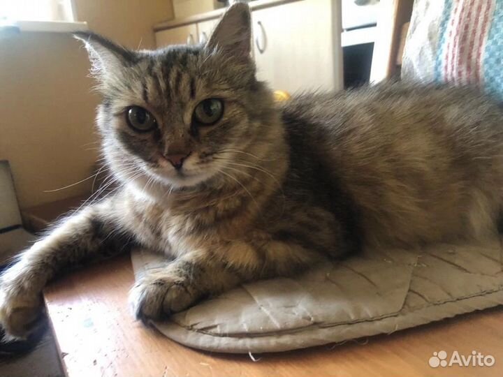 Кошки в добрые руки